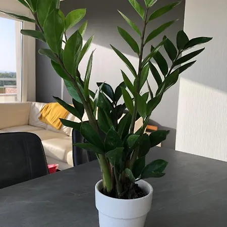 La Terrasse 아파트 스트라스부르